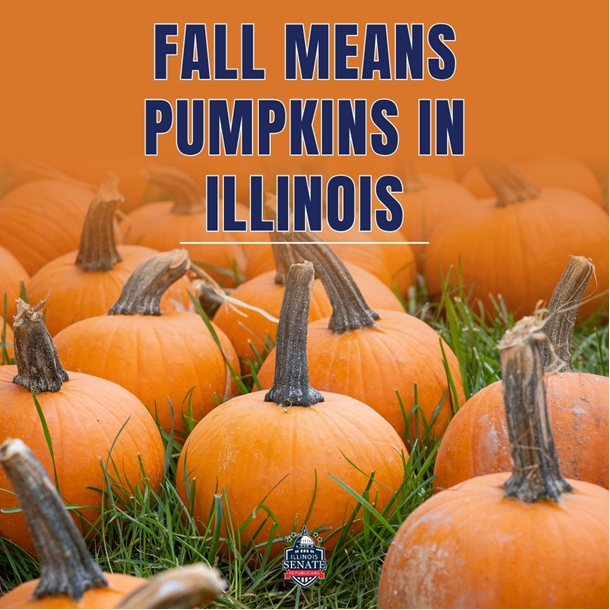Fall Means Pumpkins in Illinois